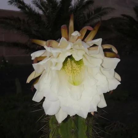 Casa La Tahonilla ティアス