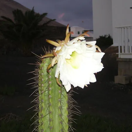 Casa La Tahonilla Daire *