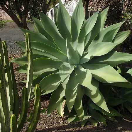 Casa La Tahonilla Appartement Tías